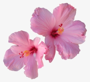 Hibiscus Png Free Download - Transparent Hibiscus