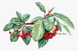 Cotoneaster ~ Watercolor Sugar Maple - Watercolor Painting