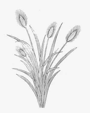 File - Imperial Encyclopaedia - Plant Kingdom - Pic046 - Line Art