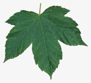 Best Free Green Leaves Icon - Leaf Texture Free