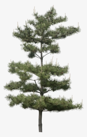 Image Du Blog Virtuellife - Pine Photoshop