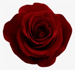 Free Png Red Rose Png Images Transparent - Roses Red Png