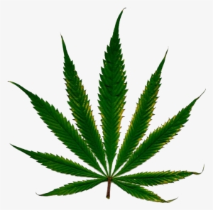 Cannabis Leaf - Marijuana Leaf White Background