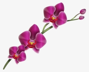 Watercolor Blue Purple Roses Flower Clipart One Arrangement - Orchid .png