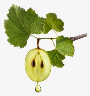 A Green Grape Transparent Decorative Growing On The - Grapeseed Png