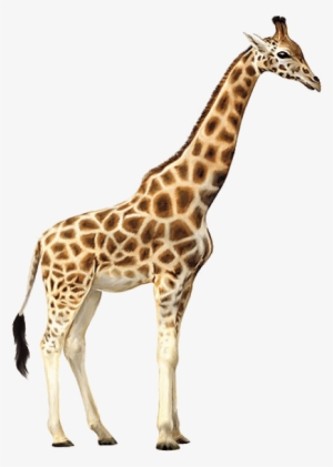 Free Png Giraffe Png Images Transparent - Giraffe Png