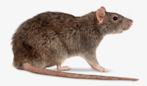 Rat Right - Rat Png