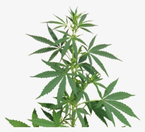 Cannabis Png Images Free Download - Cannabis Sativa Png
