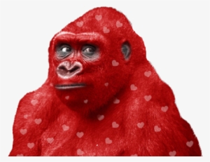 Red Gorilla - Gorilla Red
