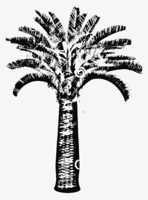 Butia Capitata Jelly Palm Big Plant Nursery - Tree Trunk Palms Drawing