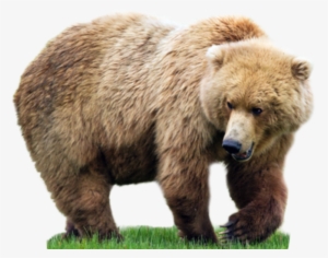 Bear Transparent Png File - Keyring Bear Grass Thick Walk 57805
