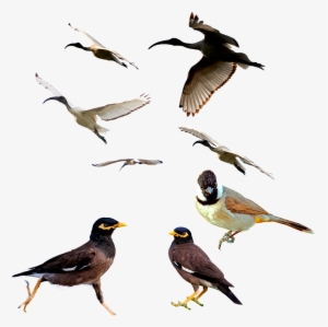 Birds,mina Bird,animal,white Ibis,white Eared Bulbul,png, - Bird
