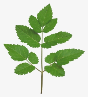 Vegetation Smallplant 21 - Branch Texture Png Transparent