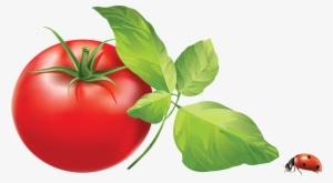 Green Tomato Png