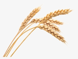 Wheat Png Image - Wheat Png