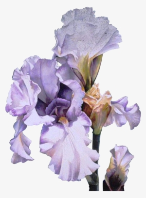 Lavender Iris Watercolors Pinterest Watercolor And