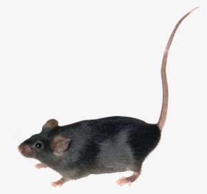 Rat Png