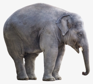 Big Elephant Png Image - Elephant White Background