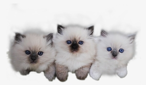 Transparent Stock Royal City Ragdolls Cattery In Guelph - Ragdoll