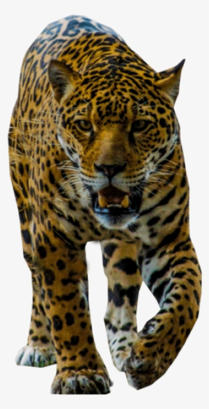 Free Png Jaguar Walking Png Images Transparent - Leopard