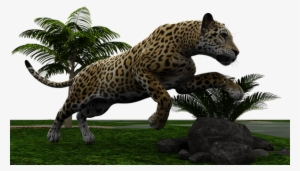 Jaguar Big Cat Wildcat Predator Dangerous - Jaguar