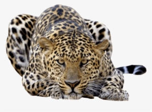 Free Png Jaguar Photo Png Images Transparent - Amur Leopard No Background