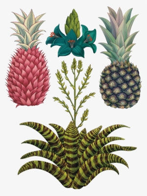 Sketch Of The 'queen' And 'red Jamaican' Pineapple, - Botany