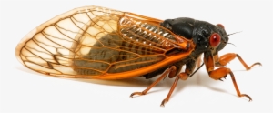 Insect Png Transparent Image - Orange Cicada