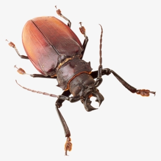 Free Png Insect Png Images Transparent - Insects Png