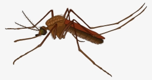 Mosquito Png