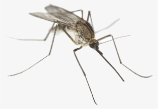 Mosquito Close Up - Missouri Mosquitoes