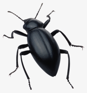 Black Bug Png Image - Bug Png
