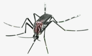 Mosquito Png File - Insect Png Gif