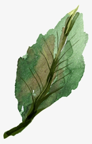 Hand Painted Watercolor Leaf Decoration Free Download - Watercolor Painting