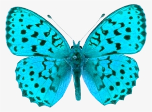 Butterfly Crazy Luxury Png Images - Butterfly Pictures Transparent Background Png