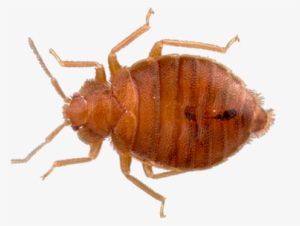Vector Merritt Island Fl Home Bed Bug Exterminator - Bed Bug Picture Transparent