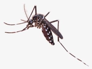 Mosquito Png Clip Art Royalty Free Library - Mosquito Png