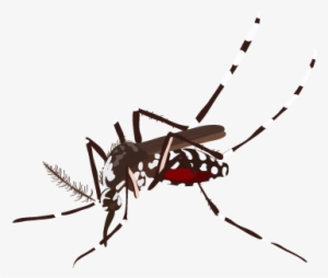 201410 Mosquito - Mosquito Png
