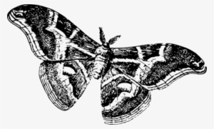 Yewberryboy - Moths Black And White