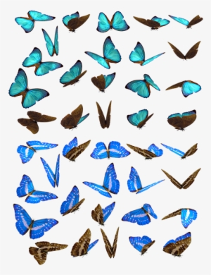 Free Photo Butterflies Swarm Butterfly Iridescent Blue - Borboletas Enxame