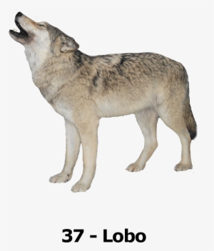 Wolf Transparent Background
