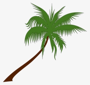 Palm Tree, Coconut, Palm, Tree, Tropical, Palm Leaves - Gambar Pohon Kelapa Png