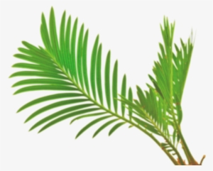 Palm Leaf Vector Png - White