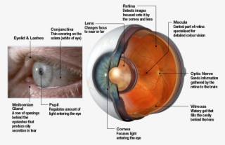 The Human Eye Works Like A Camera - Jet Engine