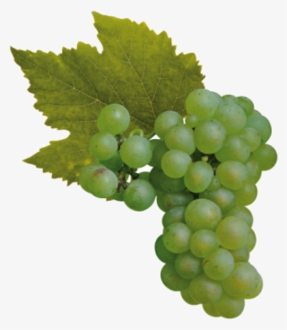 Cantine Ca' Baradei Chardonnay - Pinot Noir Grapes Png