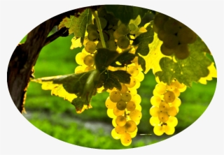 We Have Amazing Grapes