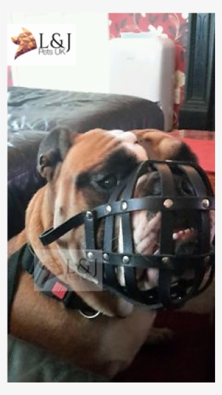 Leather Dog Muzzle For English Bulldog And Other Dogs - English Bulldog Muzzle