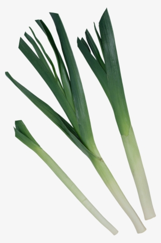 Leek Png, Download Png Image With Transparent Background, - Welsh Onion