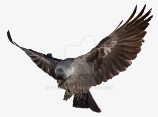 Prussia Clipart Transparent Background - Raven Flying Transparent Background