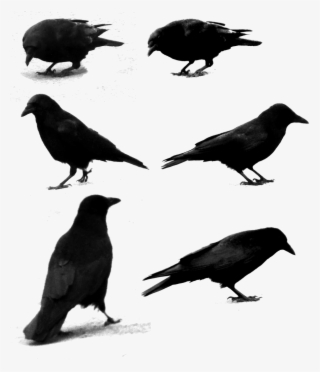 Raven Png - American Crow